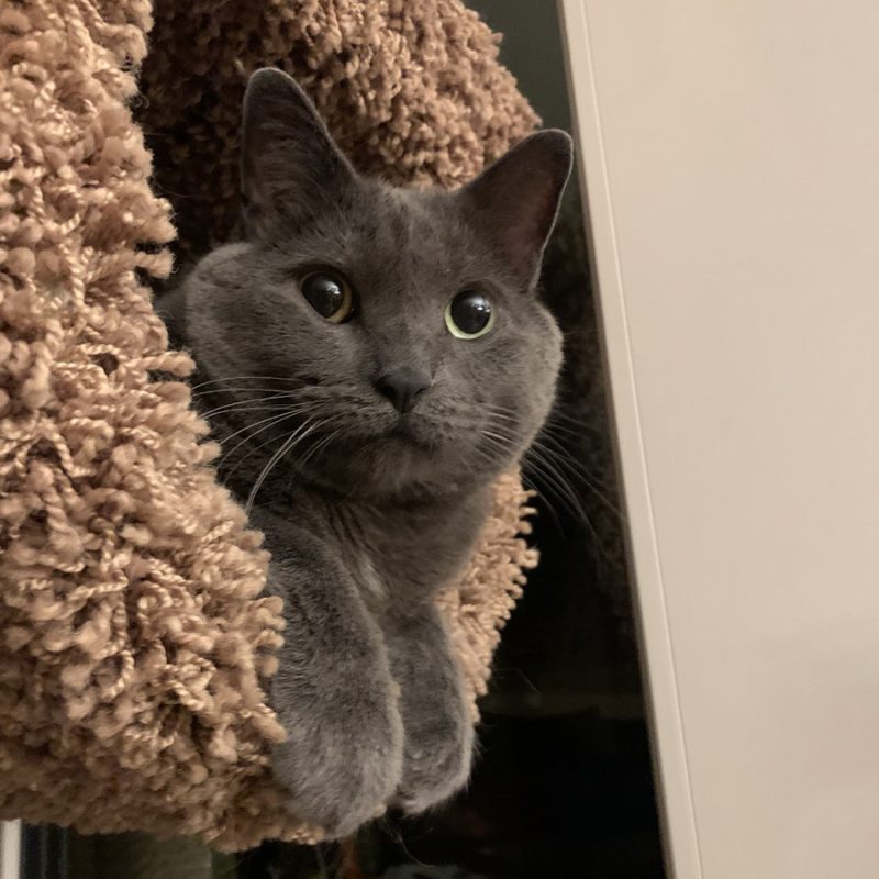 Diagnostics Vet in Phoenix Palo Verde Animal Hospital