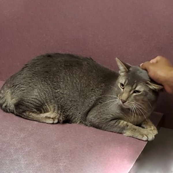 Wellness & Preventive Care Vet in Phoenix Palo Verde Animal Hospital