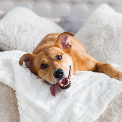 Orangewood Vet in Phoenix Palo Verde Animal Hospital